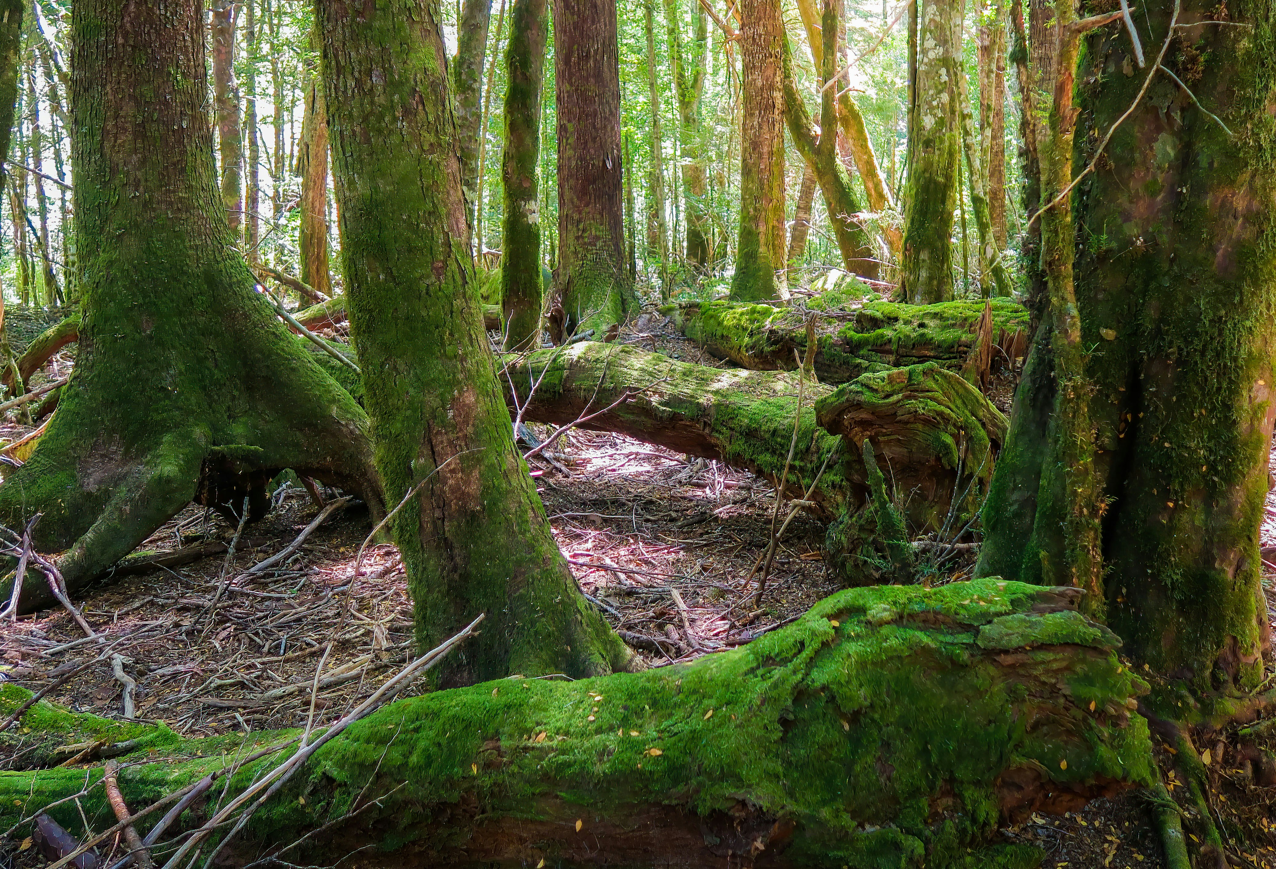 Photo by argentinanatural