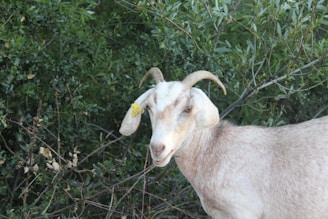 A goat with curved horns stands amidst dense green foliage. It has a tag on its ear and a light cream-colored coat. The goat looks directly towards the camera, and the lush greenery provides a natural backdrop.
