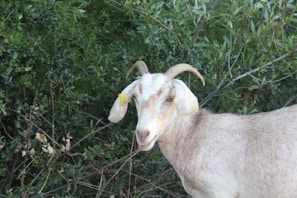 A goat with curved horns stands amidst dense green foliage. It has a tag on its ear and a light cream-colored coat. The goat looks directly towards the camera, and the lush greenery provides a natural backdrop.