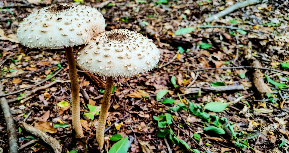 a mushroom growing in the woods