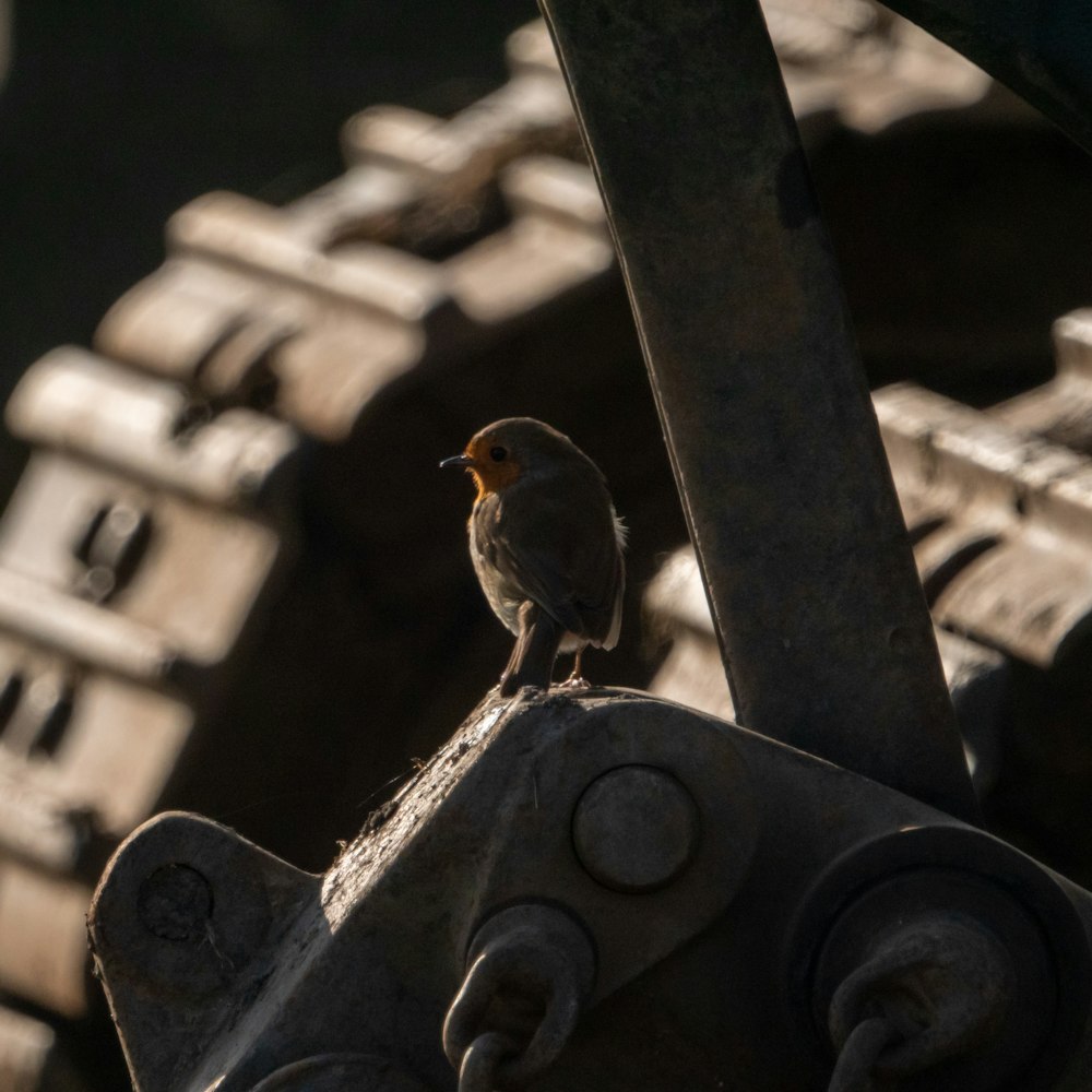 a bird perched on a pipe