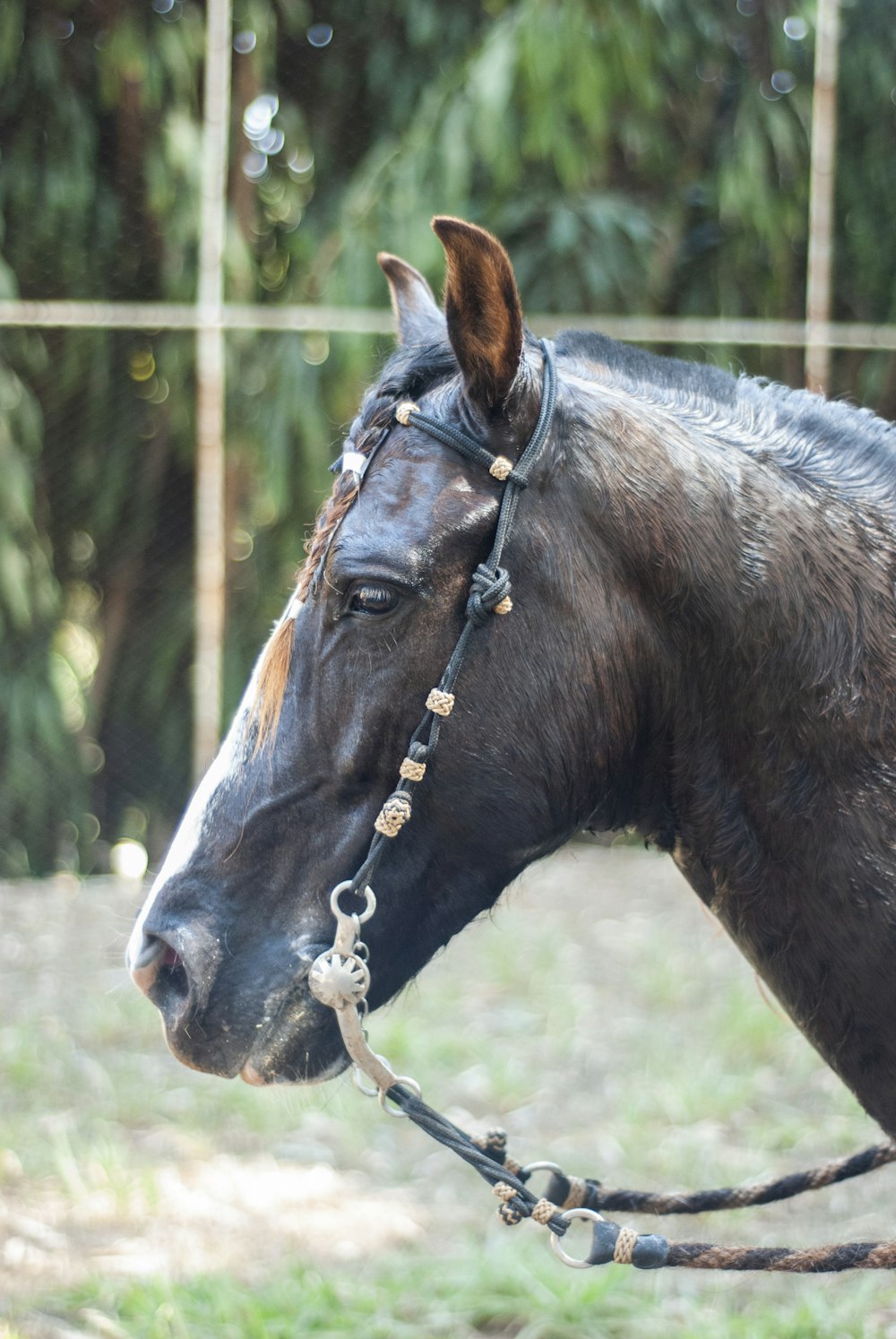 a horse with a chain around its neck