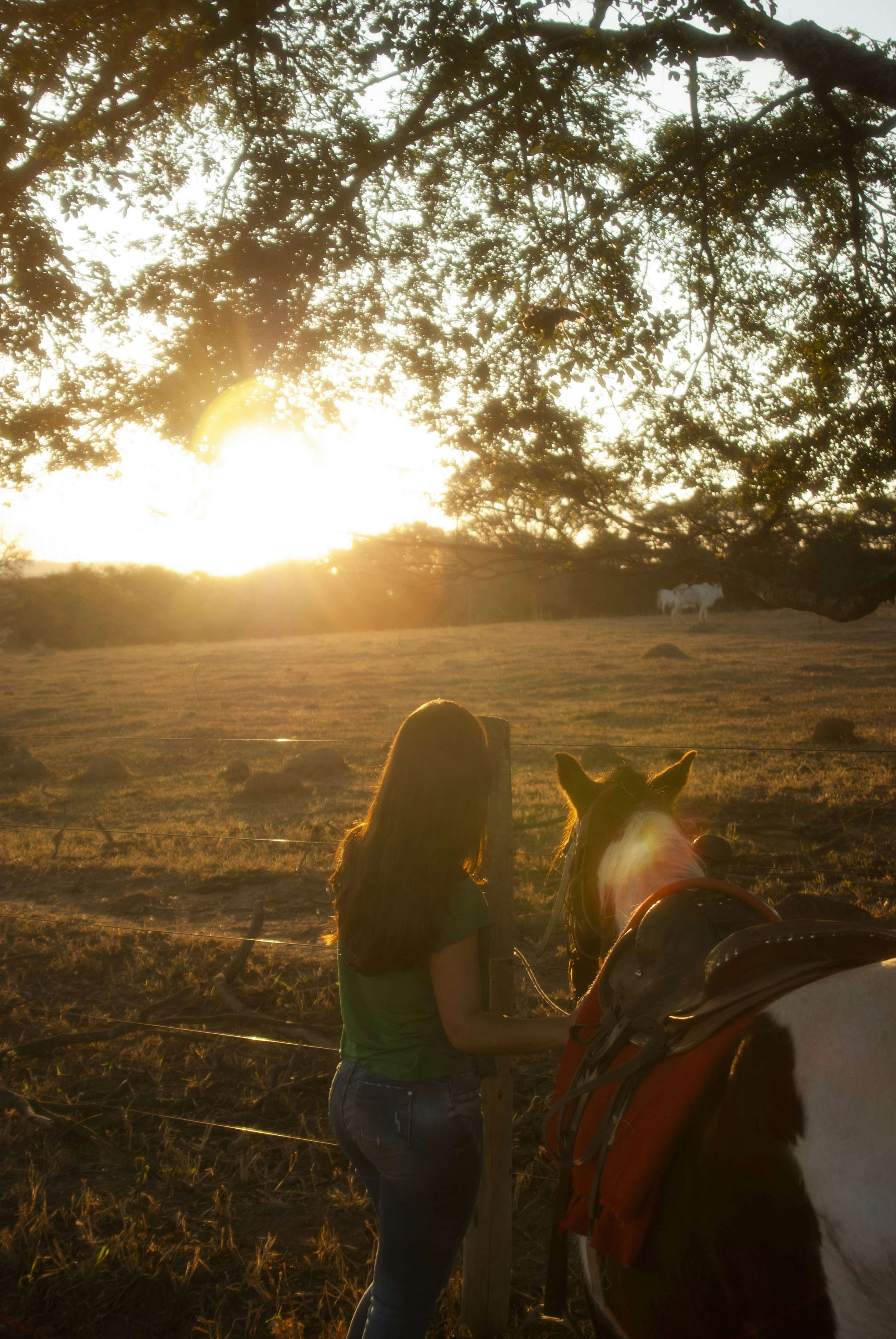 a person and a horse in a field with the sun setting