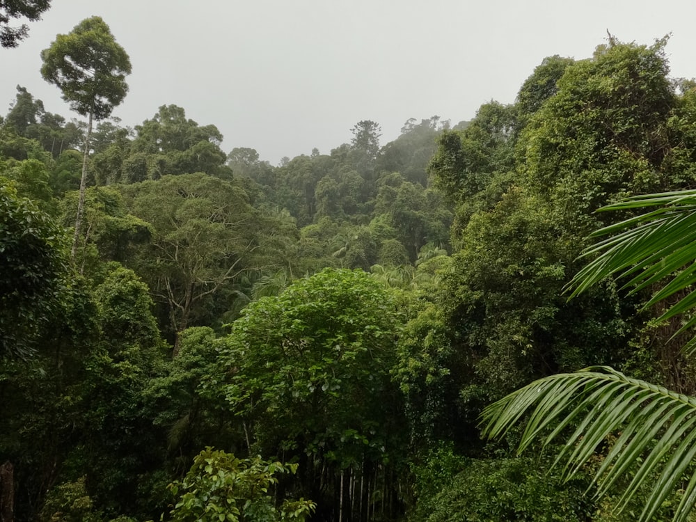 a forest of trees