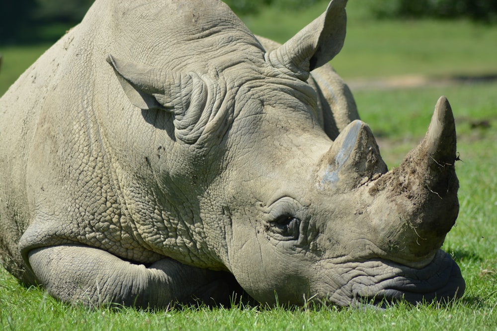 a rhino lying on grass