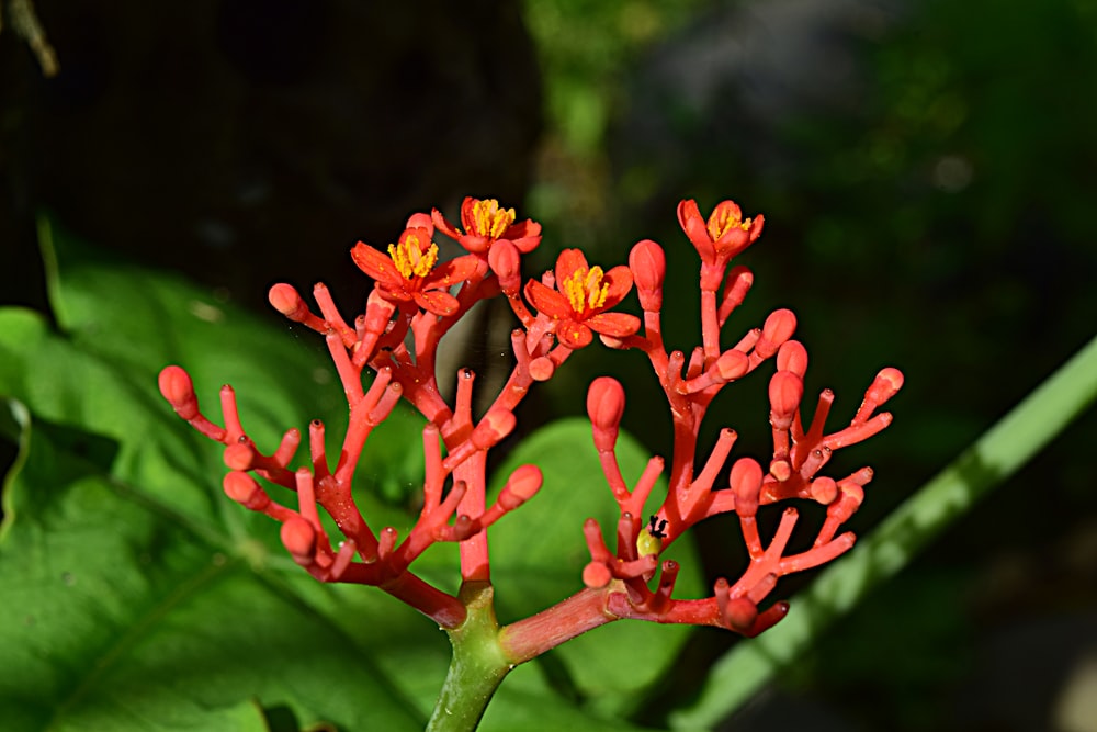 a close-up of a red flower