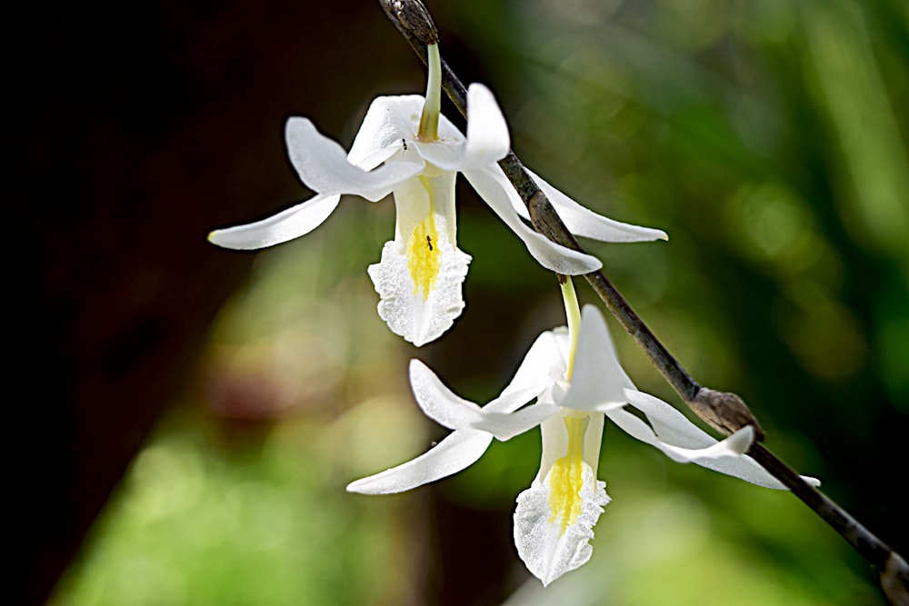 a close up of white flowers