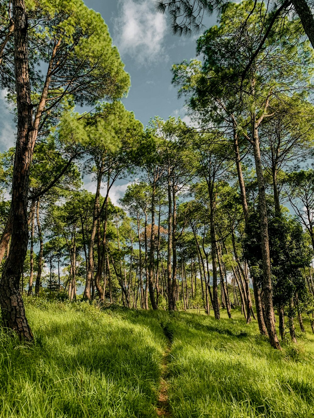 Une forêt d’arbres