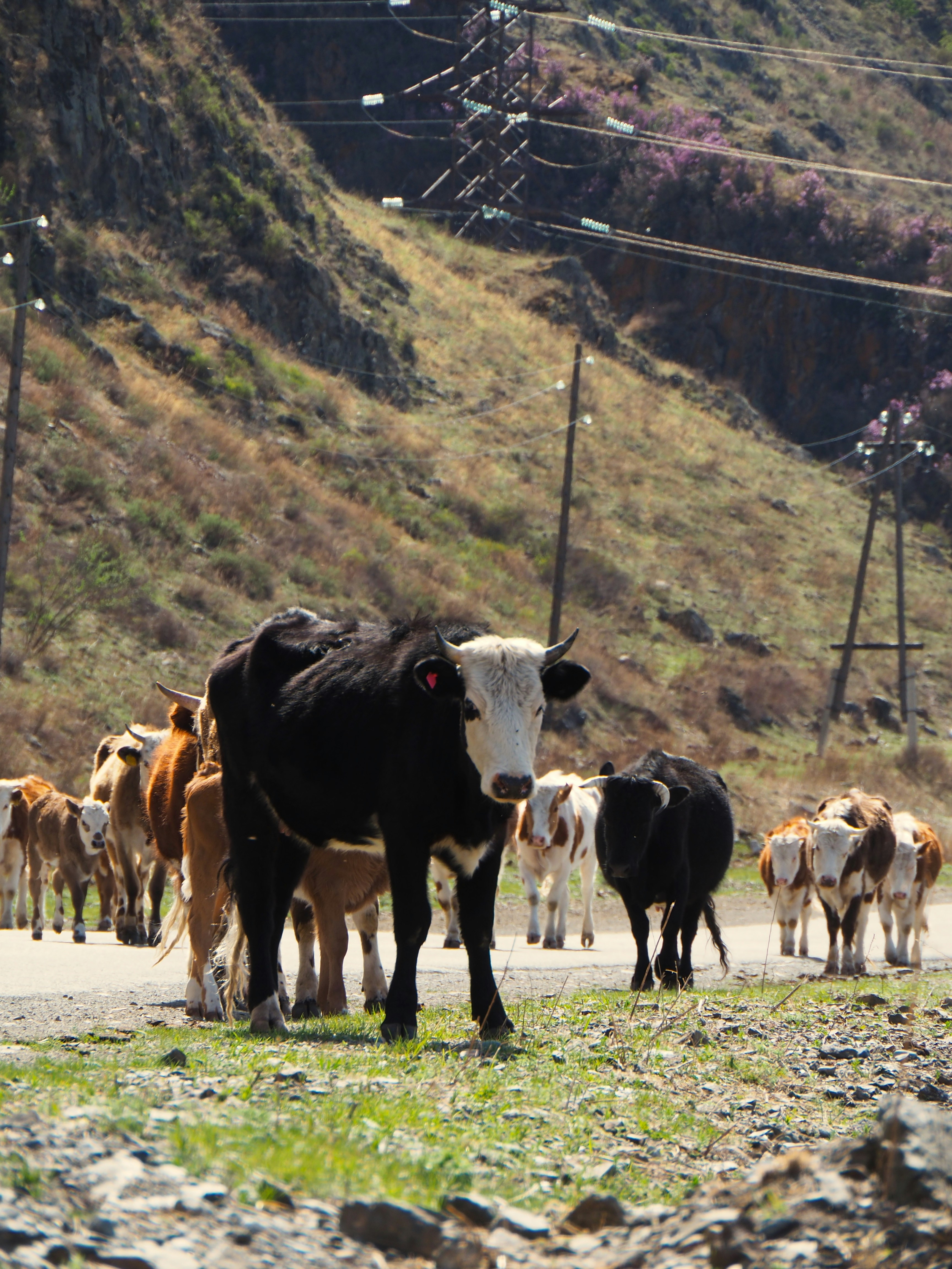 a herd of cows walking on a rocky hillside