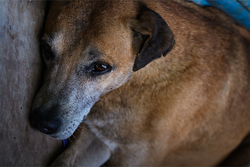 a dog lying on a wood surface