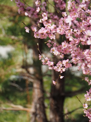 a tree with pink flowers