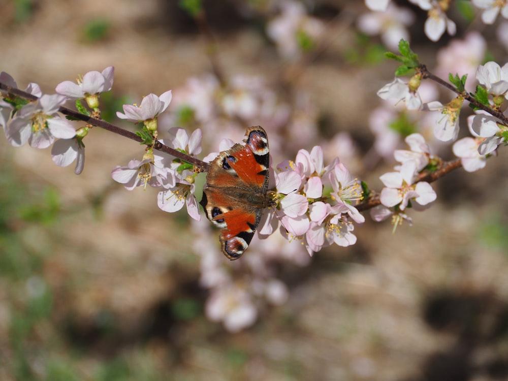 una mariposa en una flor