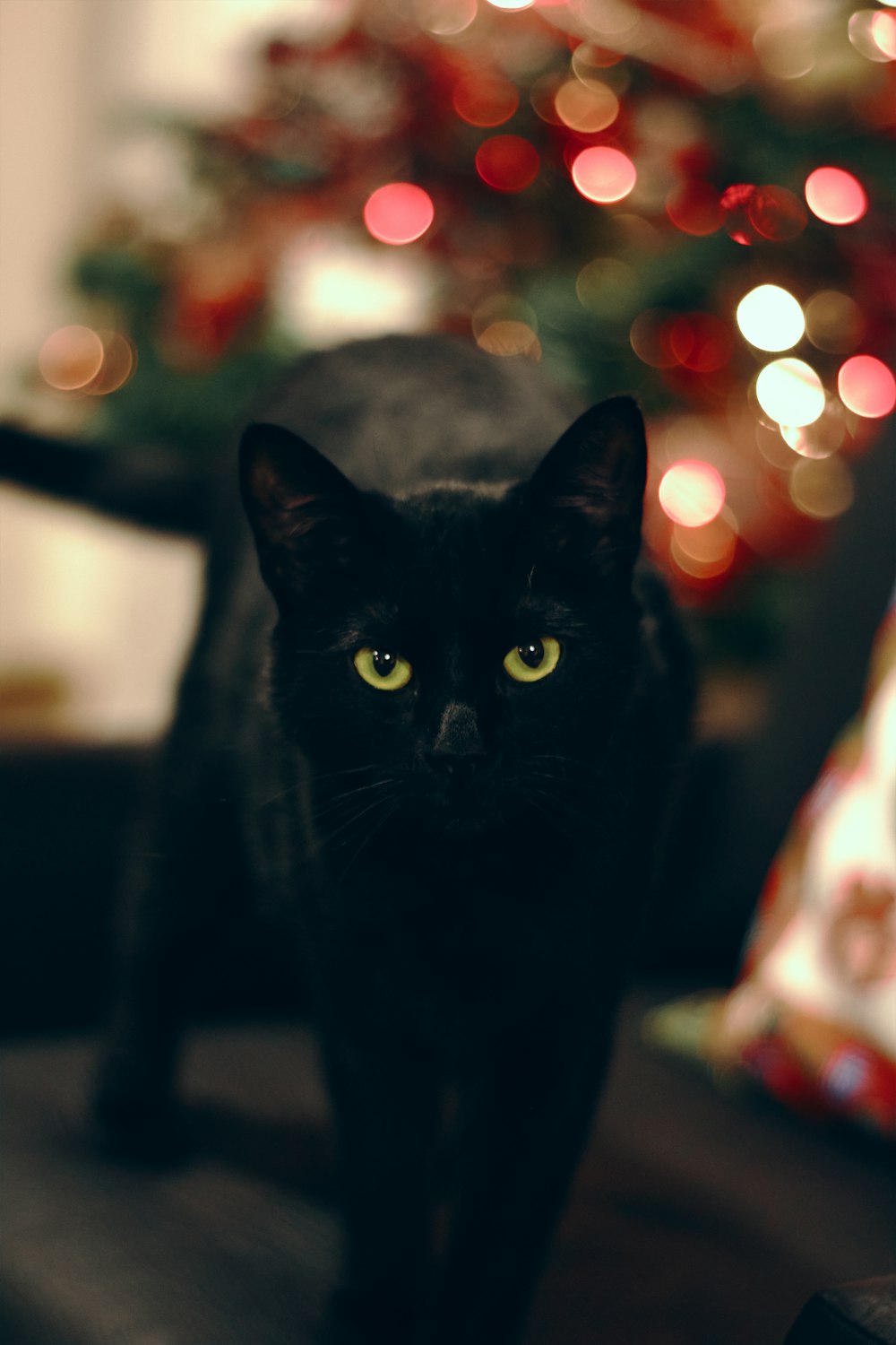 a black cat sitting on a chair