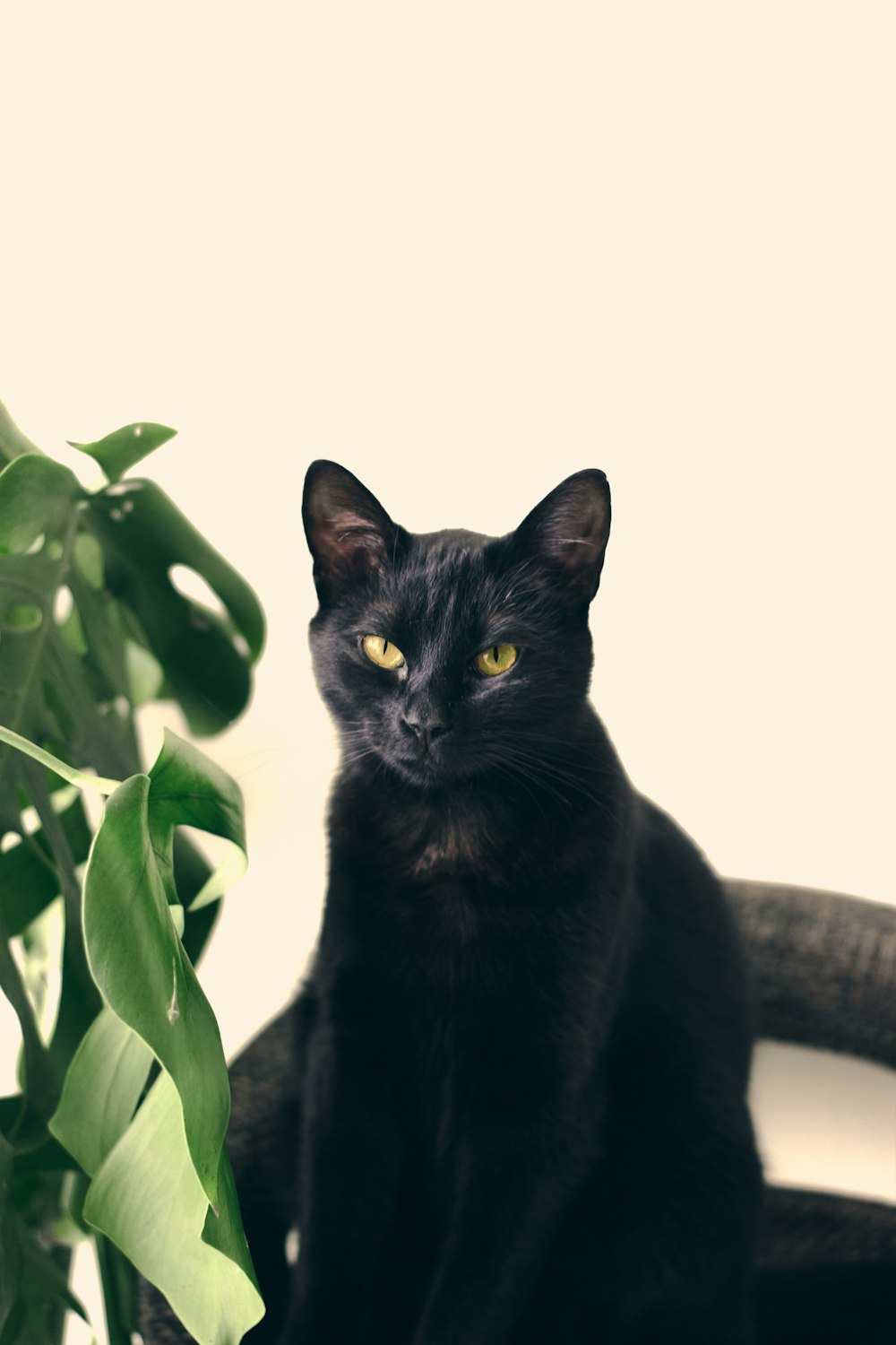 a black cat sitting on a branch