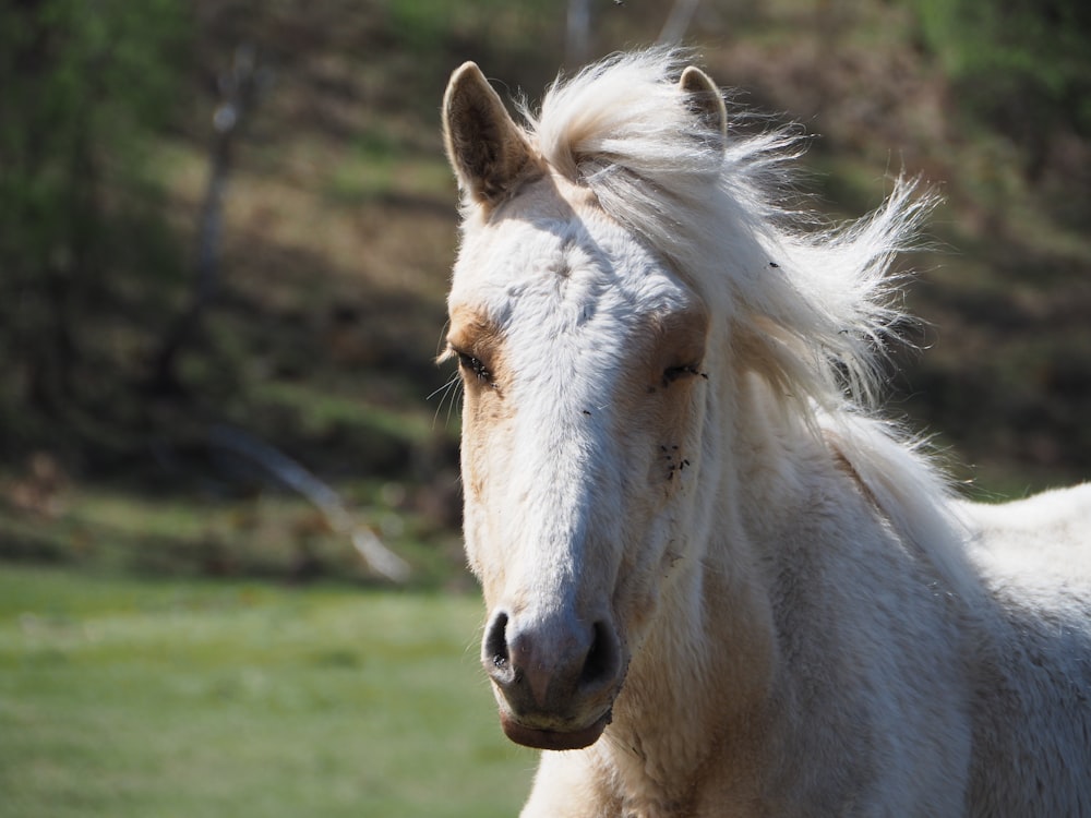 a white horse with a white mane