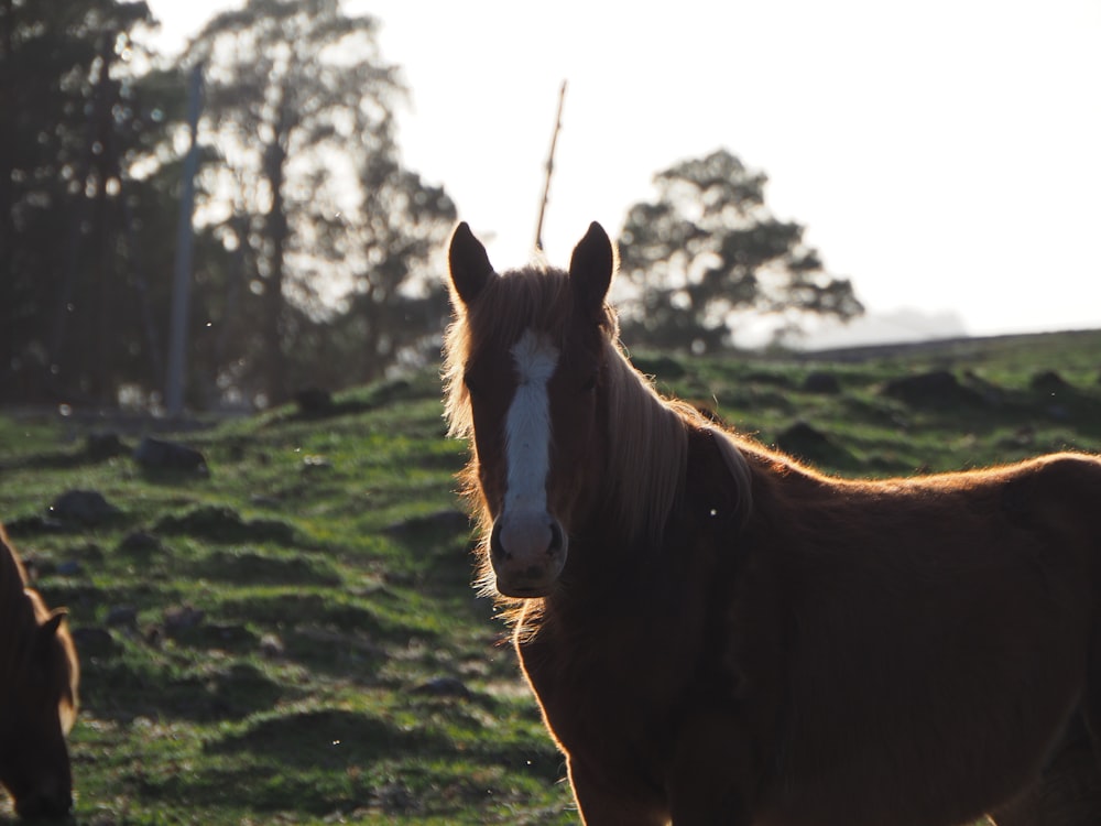 a horse standing in a field