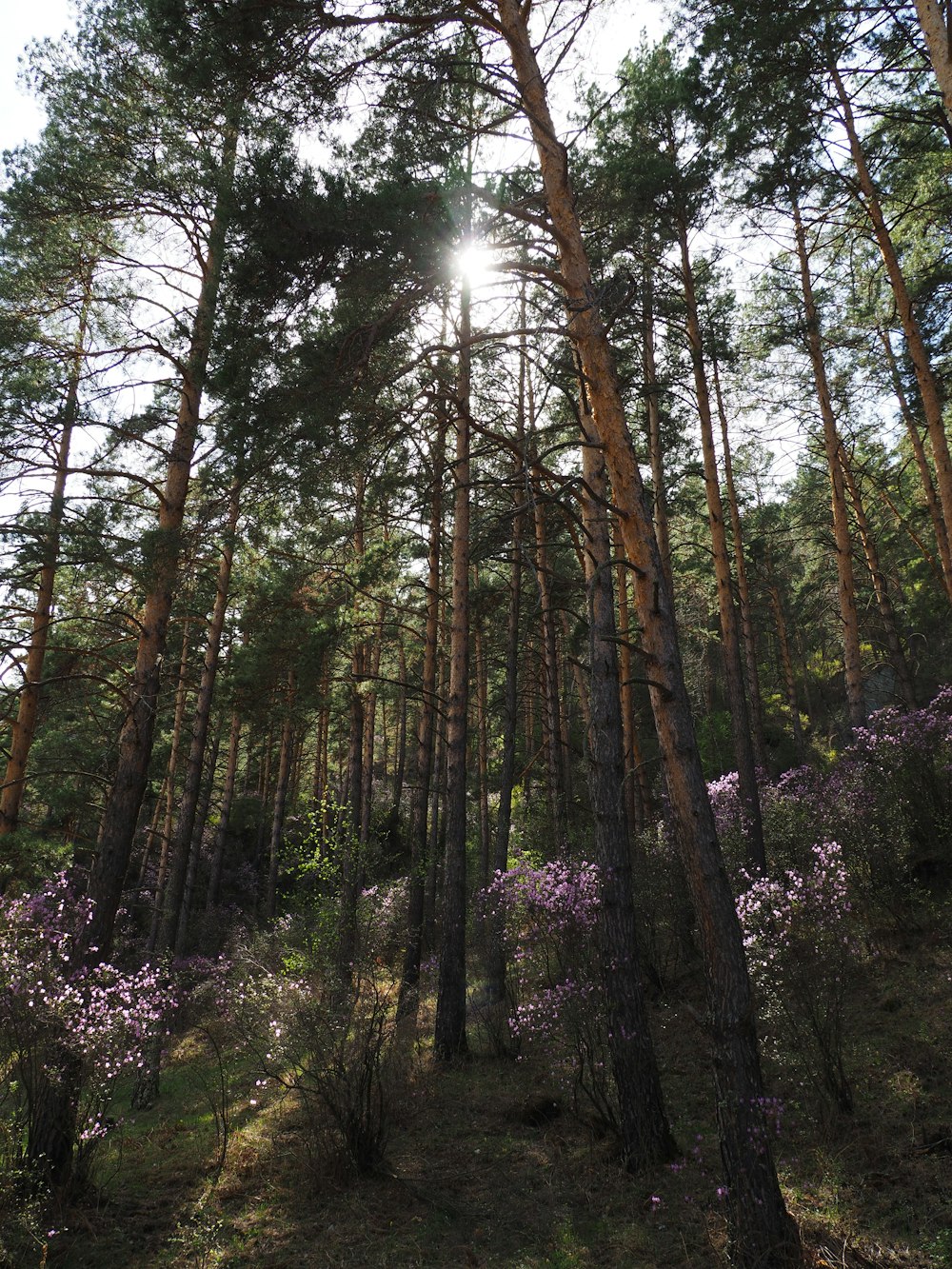 a forest with tall trees