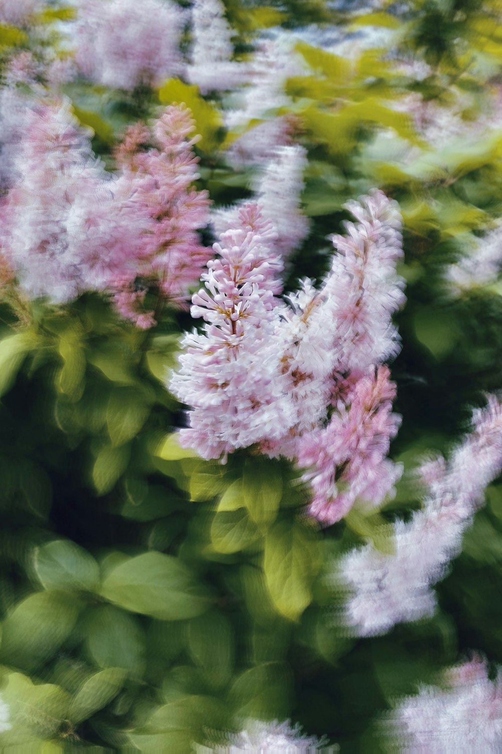 a group of flowers