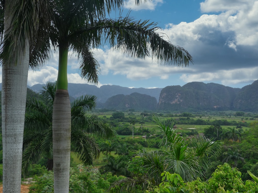 a tropical area with palm trees