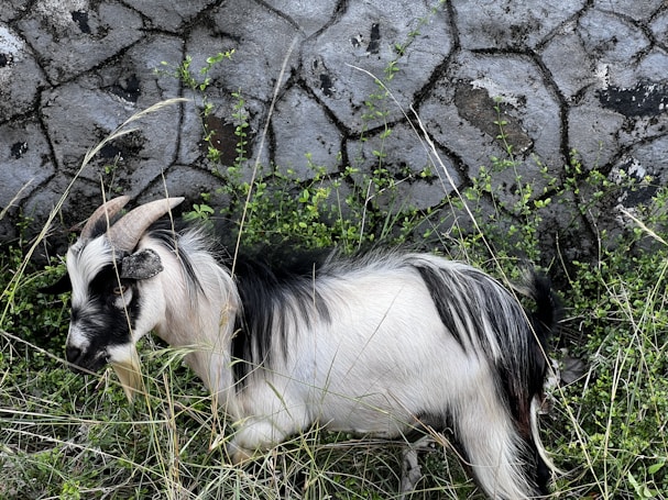 A goat with black and white fur stands amidst tall grass and small green plants. Behind the goat, a textured stone wall with cracks and patches of greenery is visible, adding a rustic and natural backdrop.