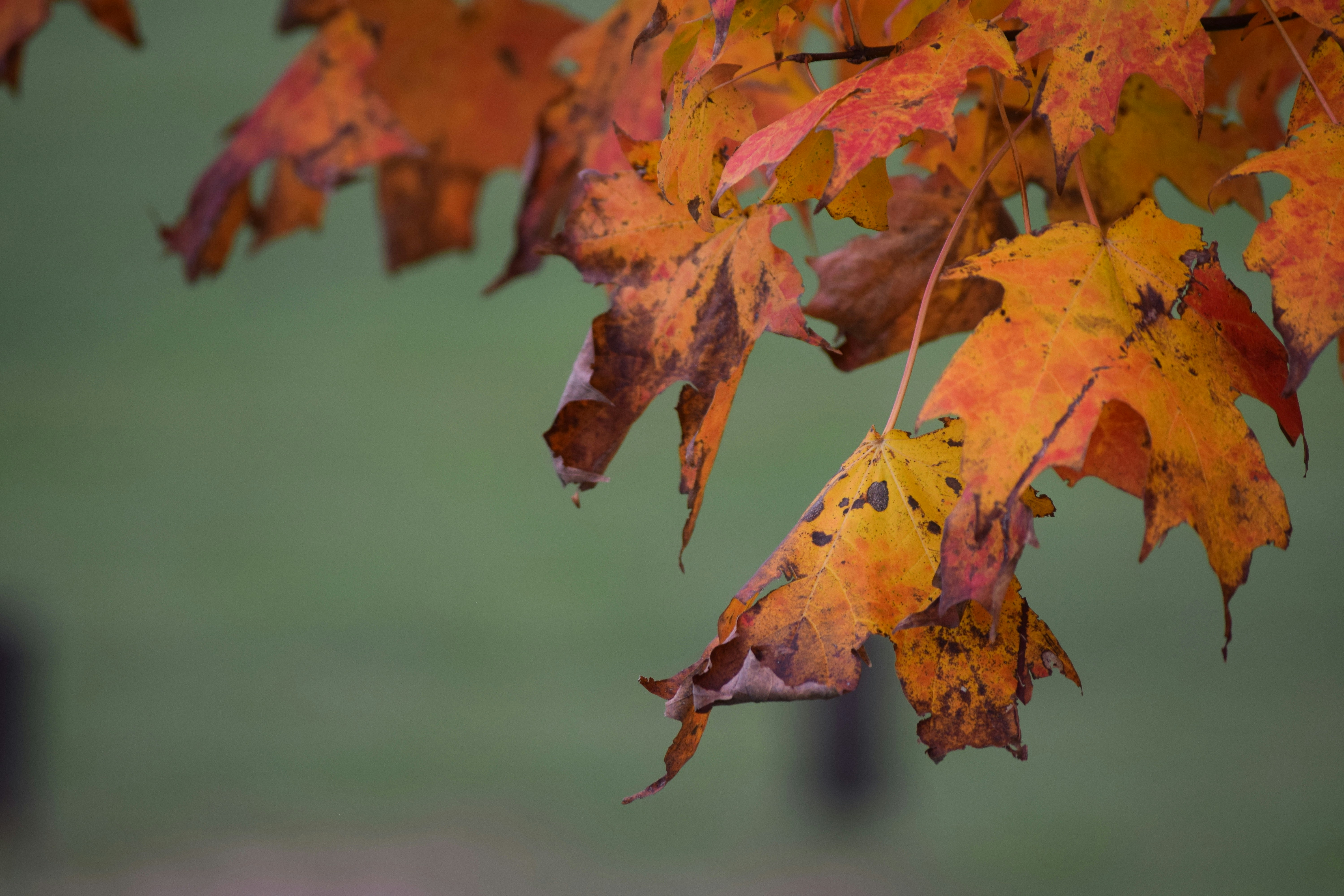Photo by praswinprakashan