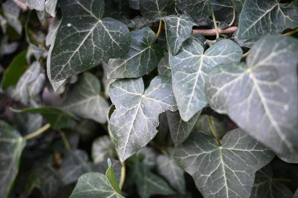 a close up of a leaf