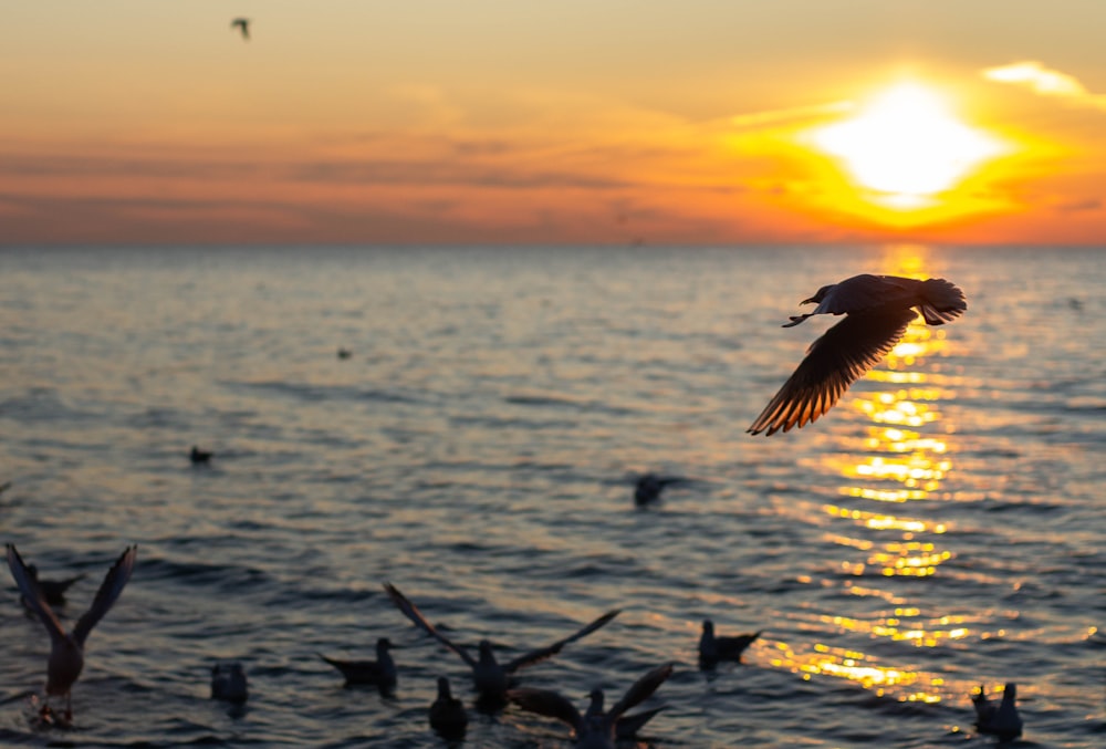 a flock of birds flying over water