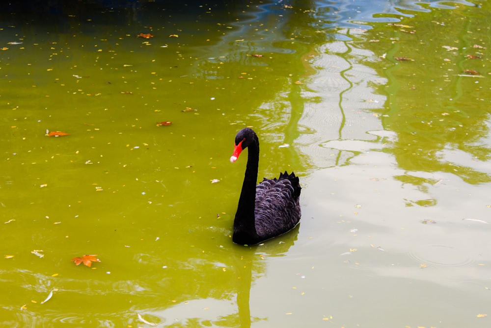 a black swan swimming in a pond