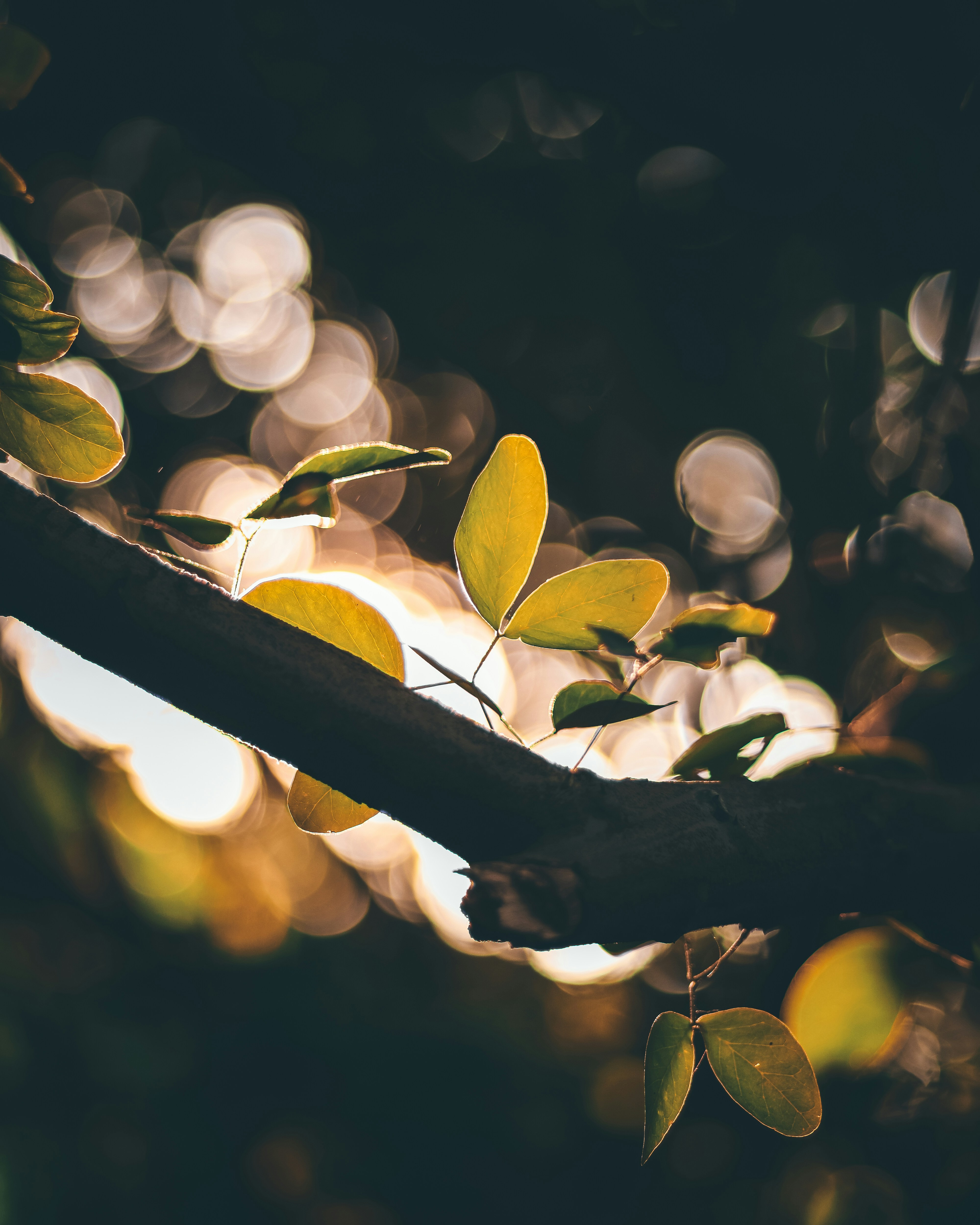 Photo by rohitsharma1785