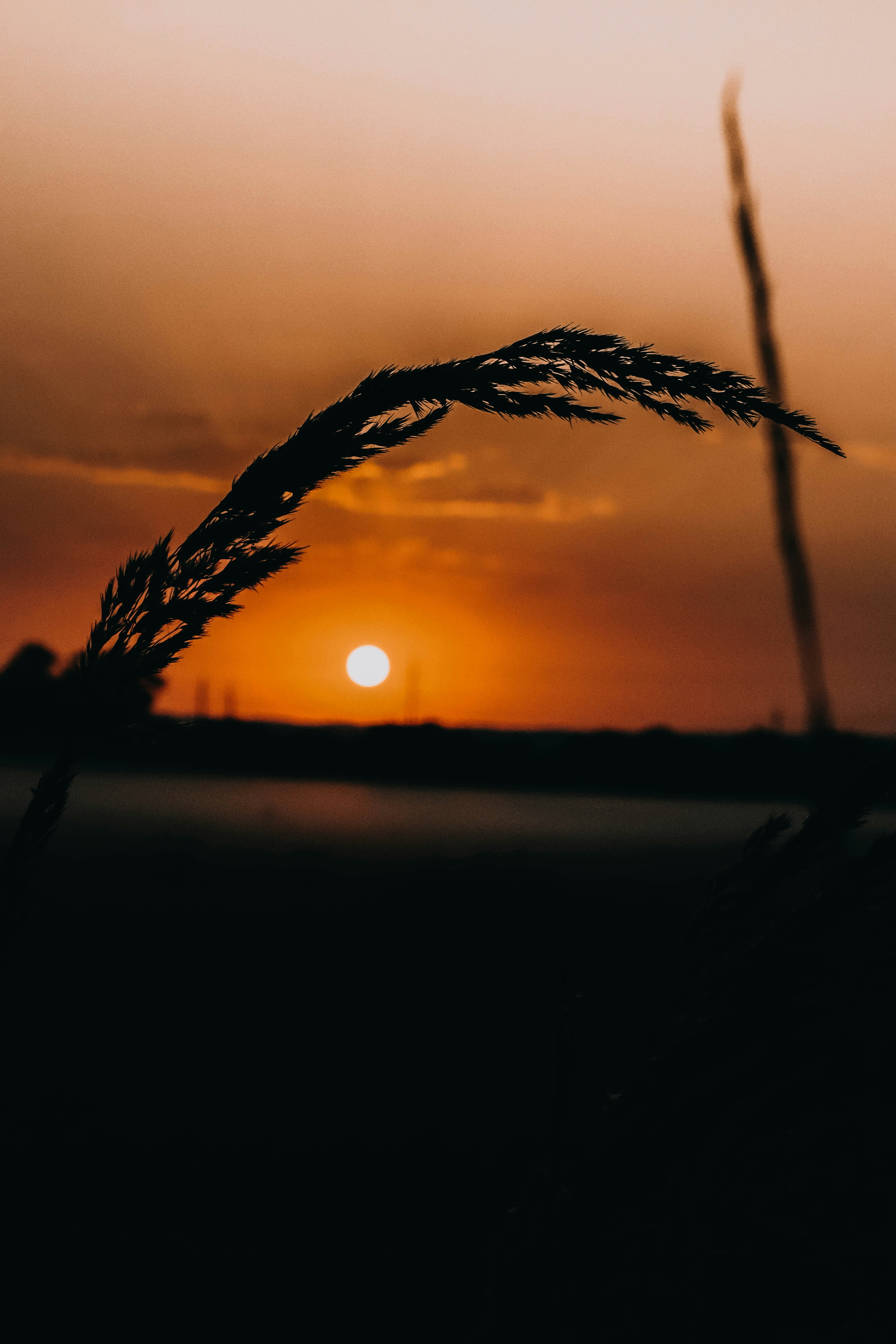 Una planta con una puesta de sol al fondo