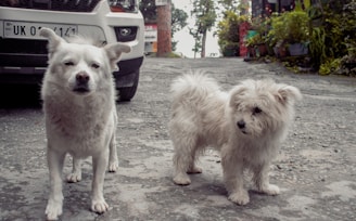 a group of dogs standing on a sidewalk