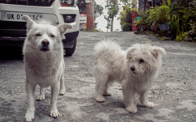 a group of dogs standing on a sidewalk