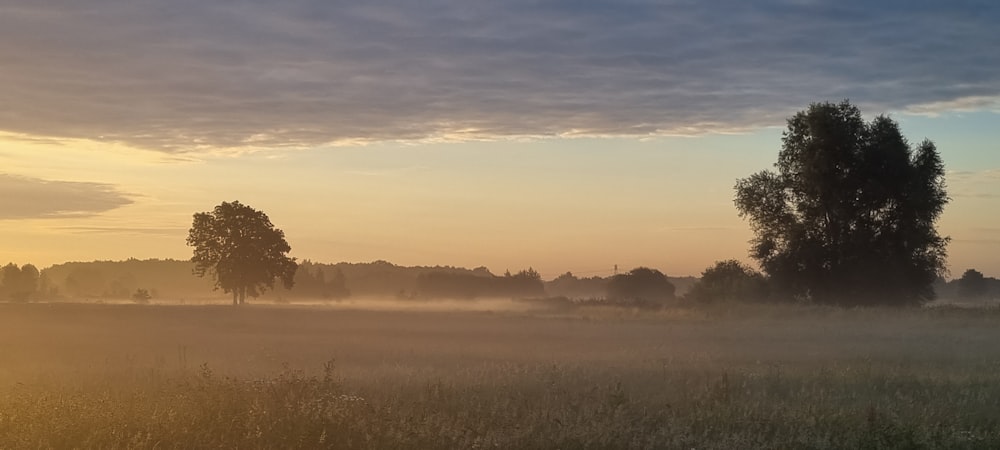 a foggy field with trees