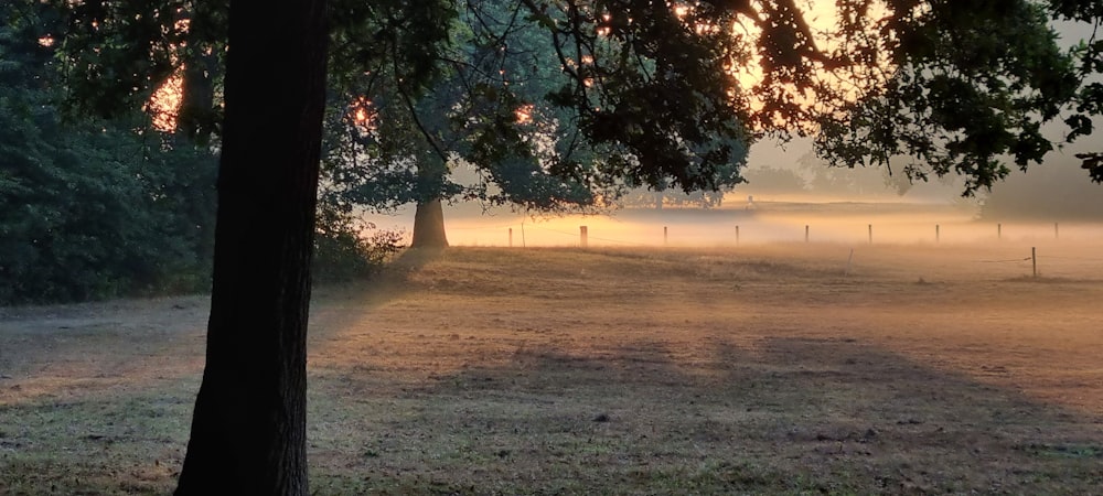 a field with trees and a fence