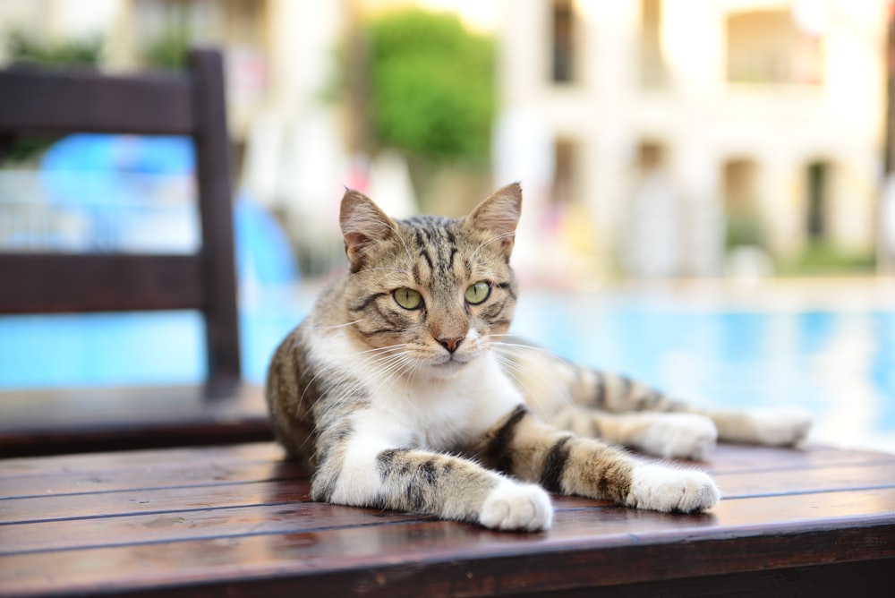 a cat lying on a bench