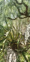 The image features a large, lush plant with long, broad leaves that have yellow edges, growing from a rocky surface. Above, there are branches of a tree with fern-like leaves casting dappled sunlight onto the scene. The overall setting appears to be a natural, slightly wild environment with dense greenery.