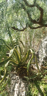 The image features a large, lush plant with long, broad leaves that have yellow edges, growing from a rocky surface. Above, there are branches of a tree with fern-like leaves casting dappled sunlight onto the scene. The overall setting appears to be a natural, slightly wild environment with dense greenery.