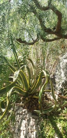 The image features a large, lush plant with long, broad leaves that have yellow edges, growing from a rocky surface. Above, there are branches of a tree with fern-like leaves casting dappled sunlight onto the scene. The overall setting appears to be a natural, slightly wild environment with dense greenery.
