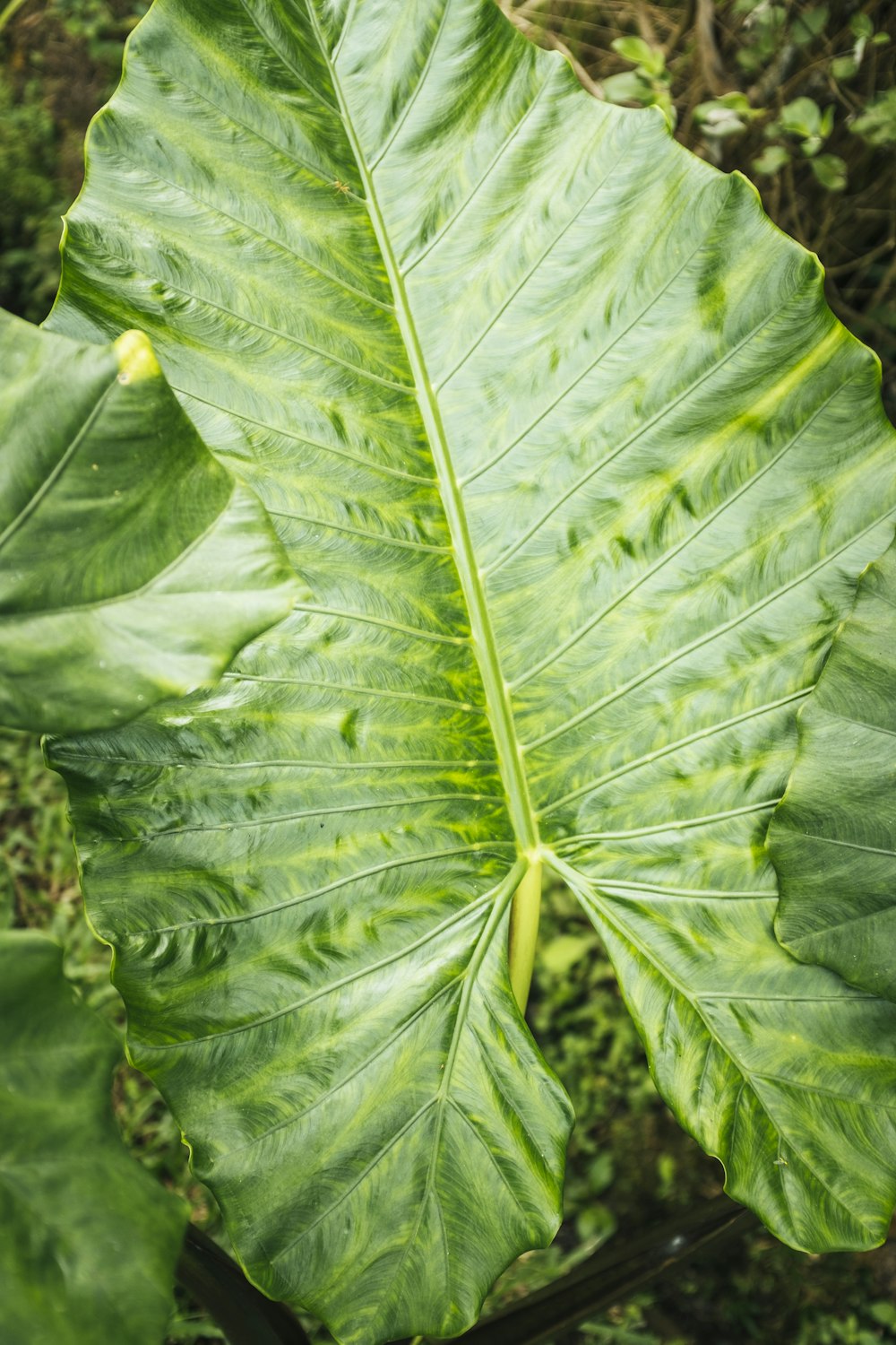 ein großes grünes Blatt