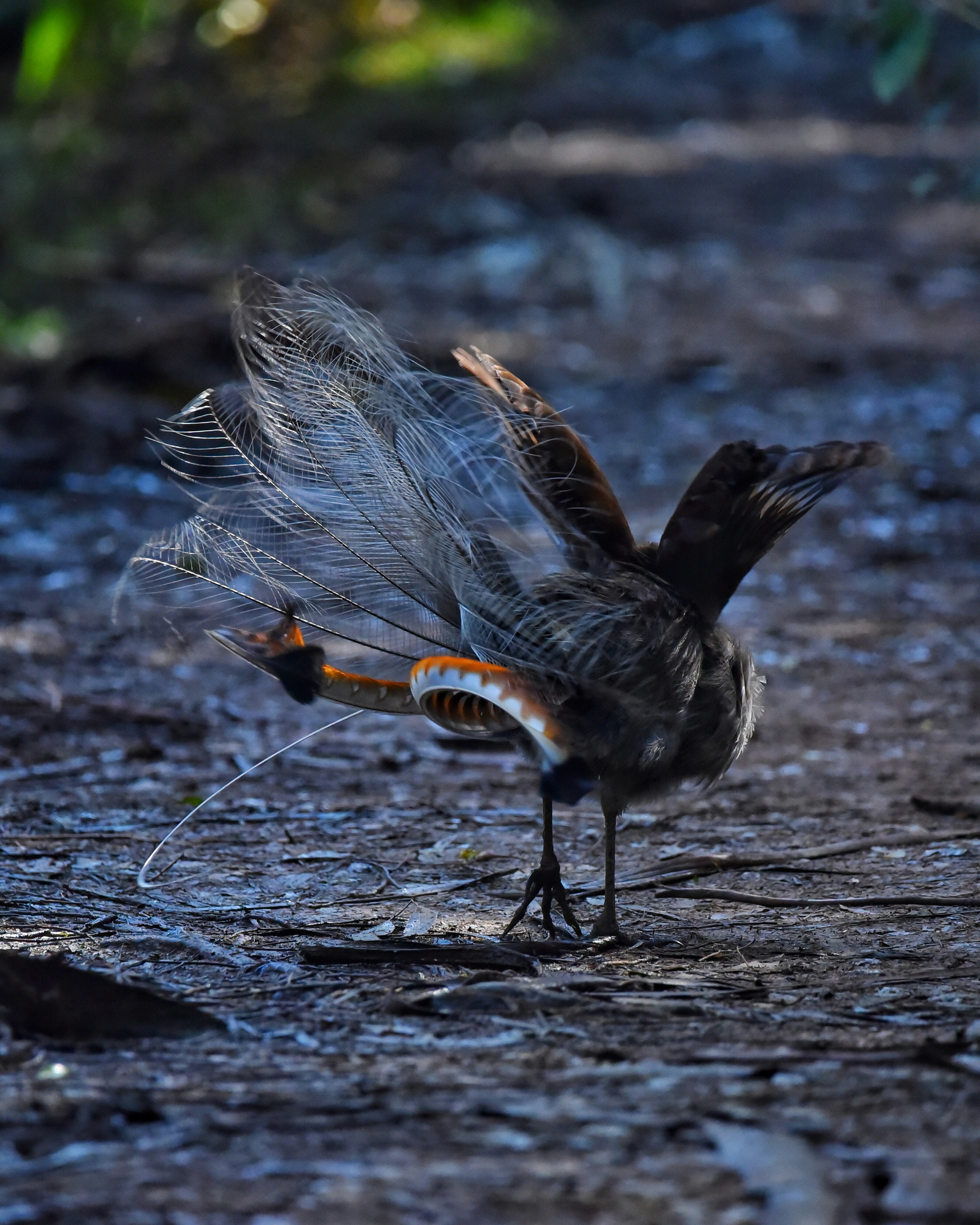 2. Superb Lyrebird The Sound Illusionist (image credits: unsplash)
