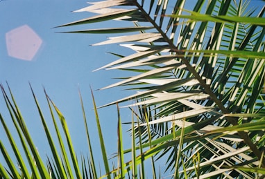 close-up of a plant