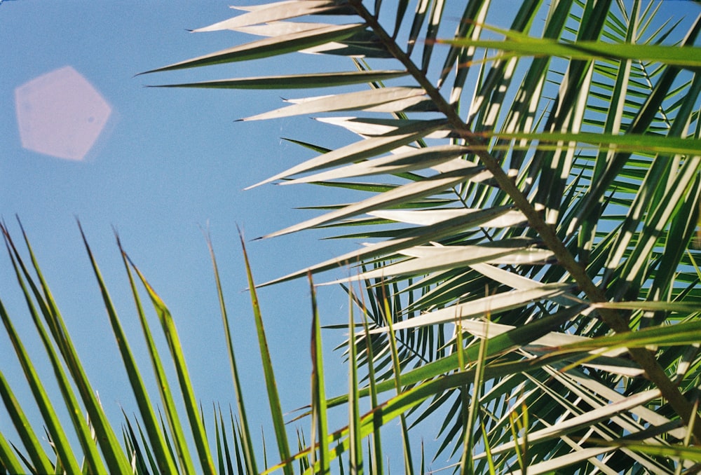 close-up of a plant