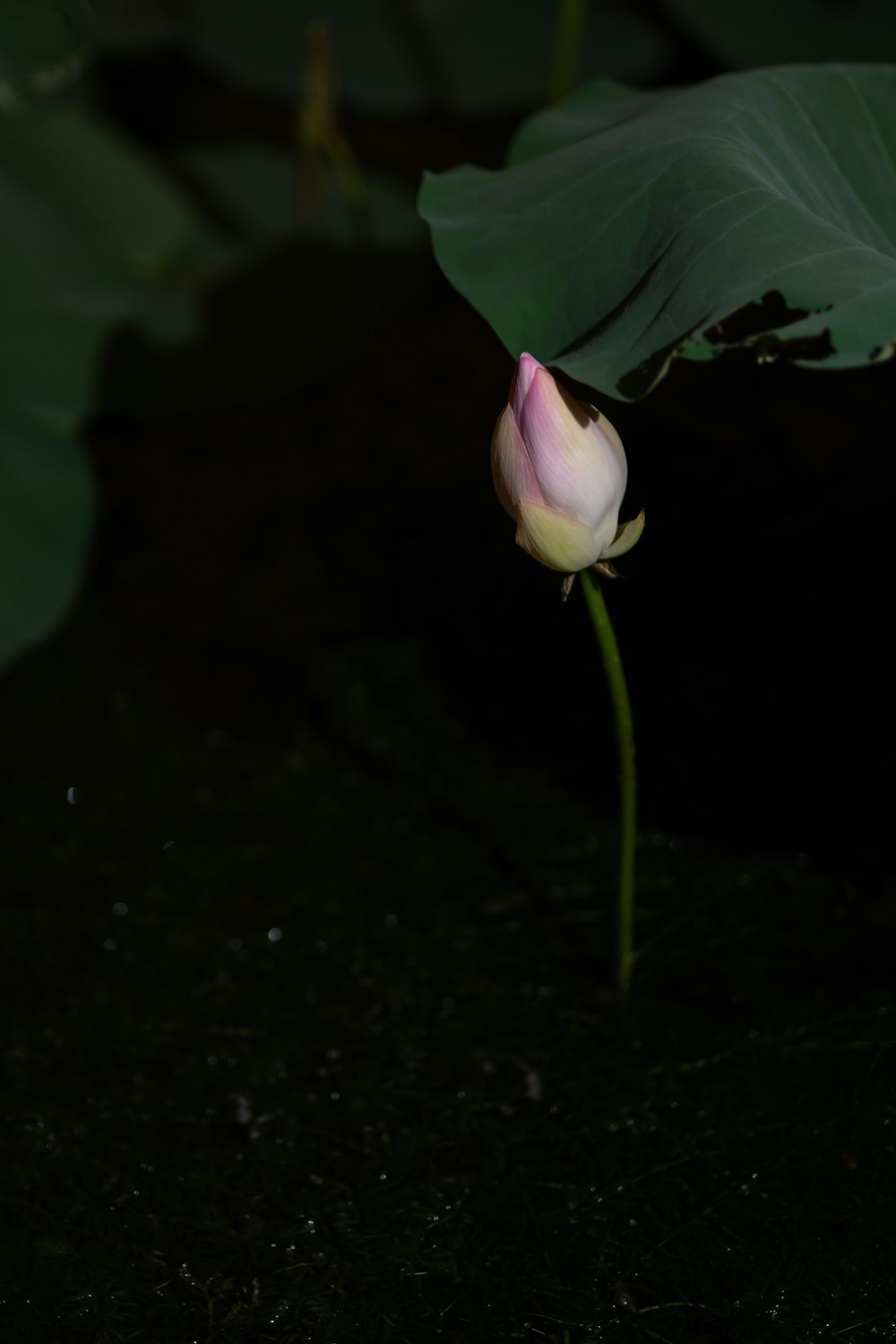 a pink flower with green leaves