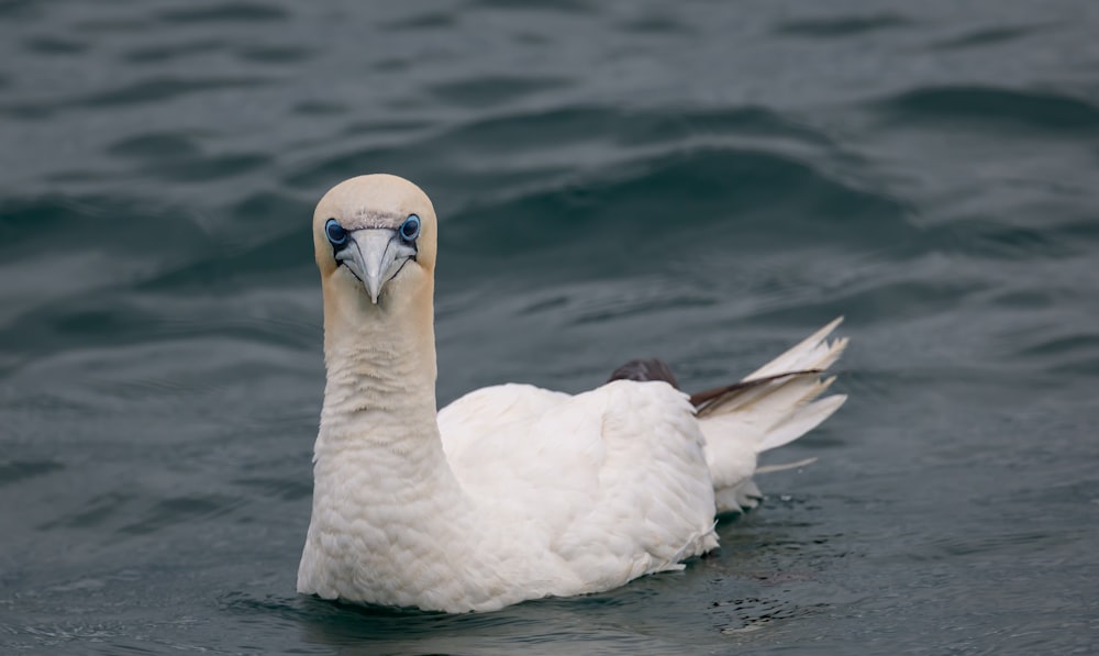 a white bird swimming in water