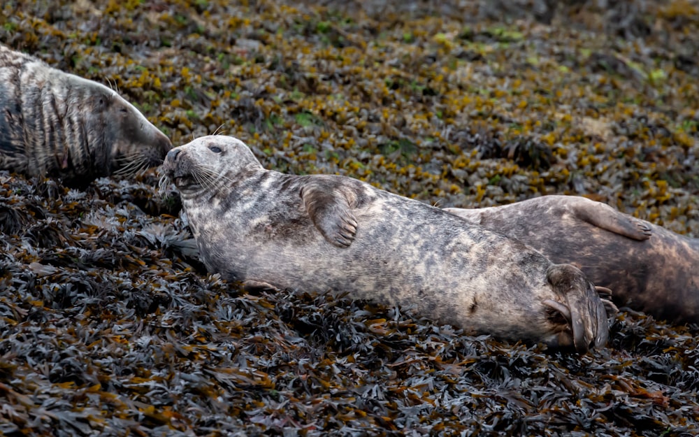 a couple of seals lying on the ground