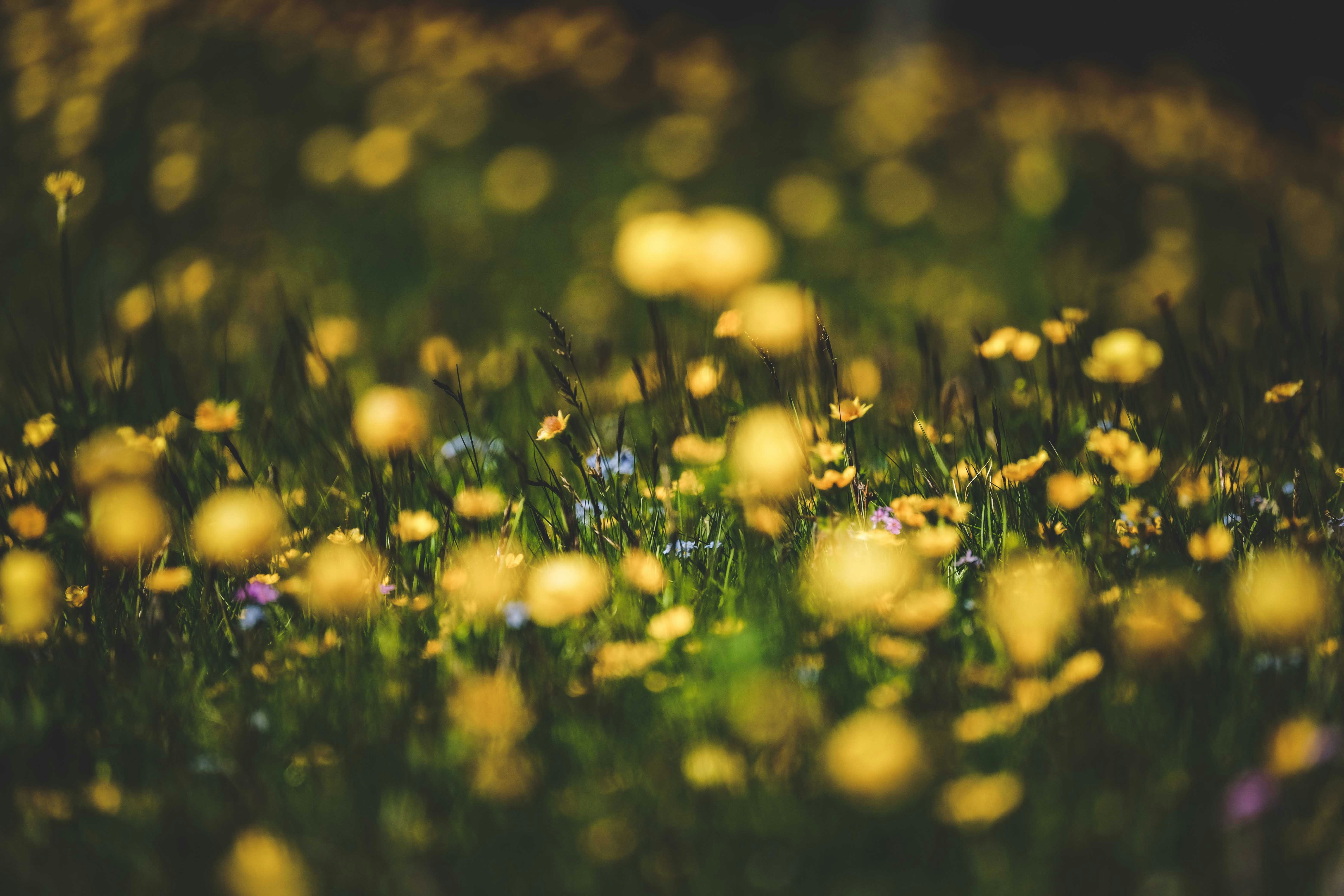 Photo by francesco_ungaro