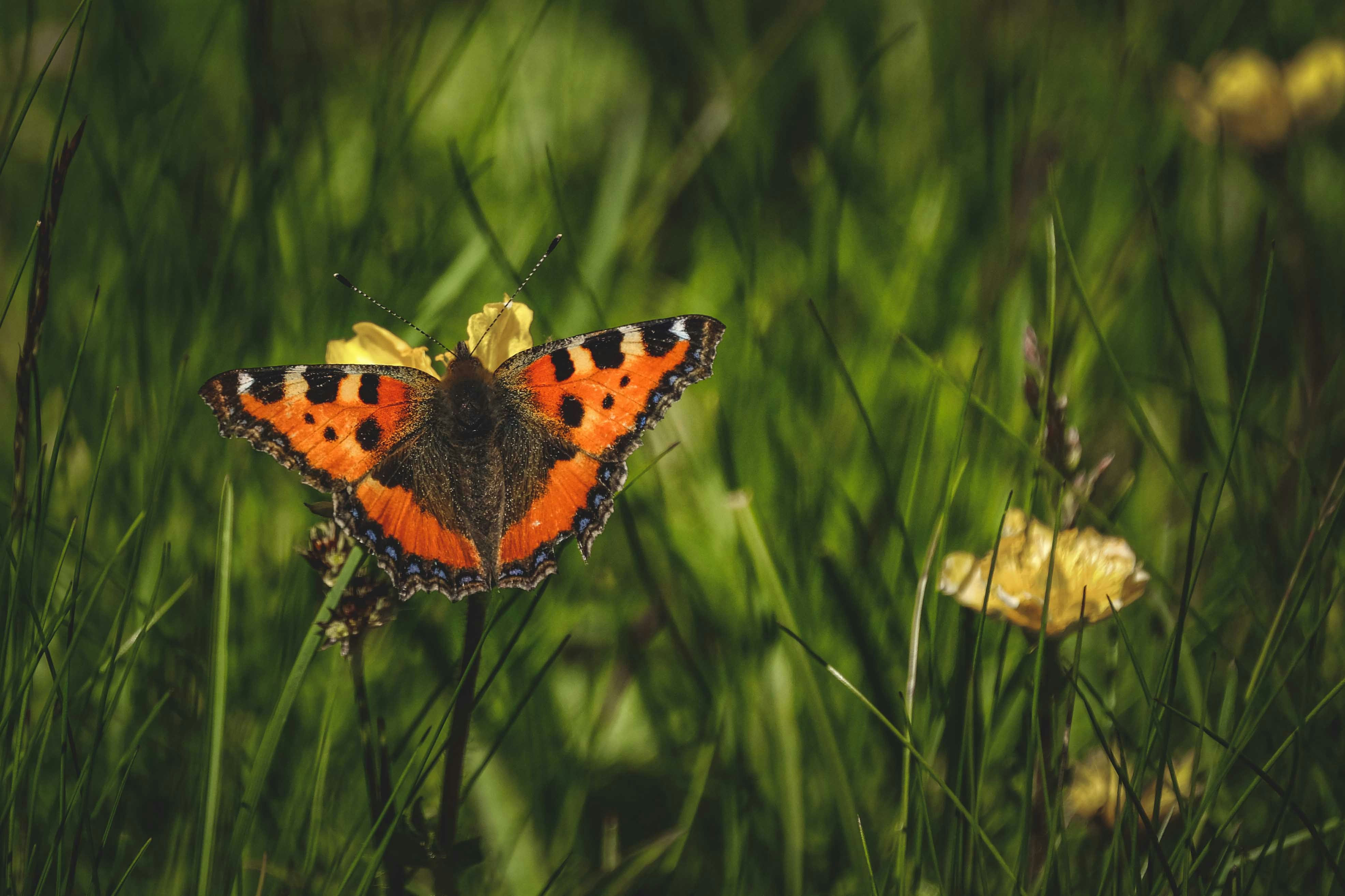 a butterfly on a flower