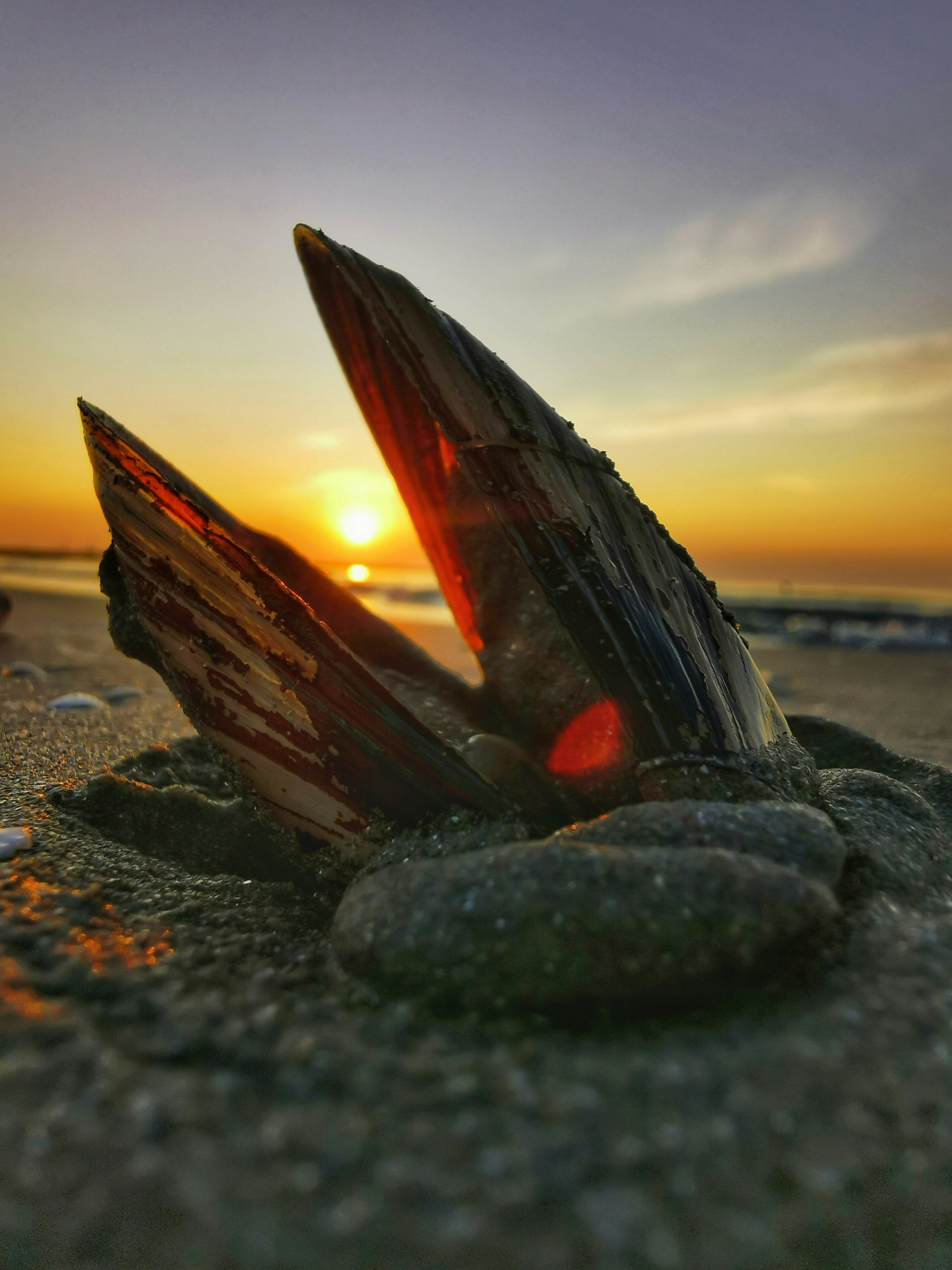 uma estrela do mar em uma praia
