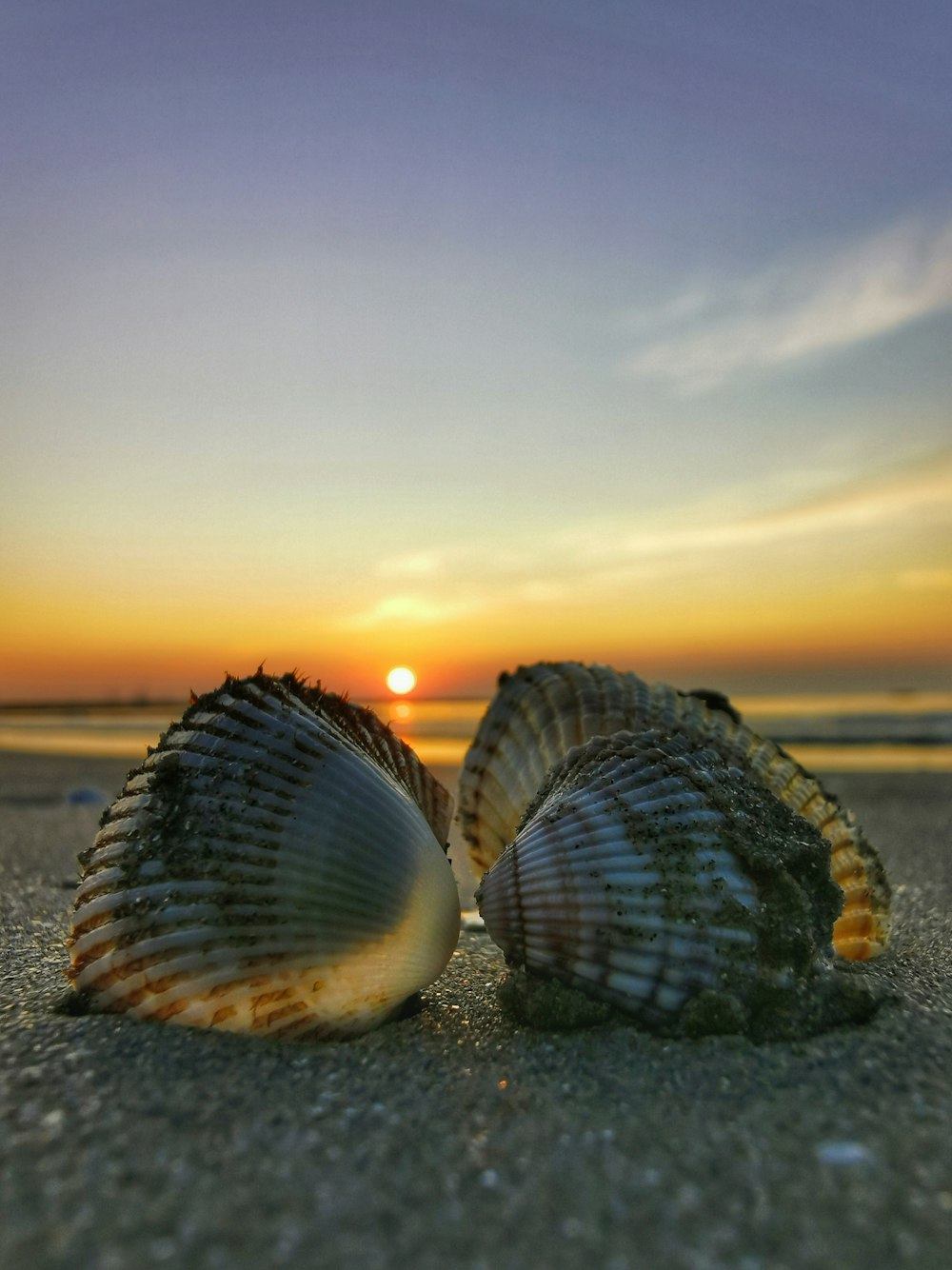 a couple of seashells on a beach
