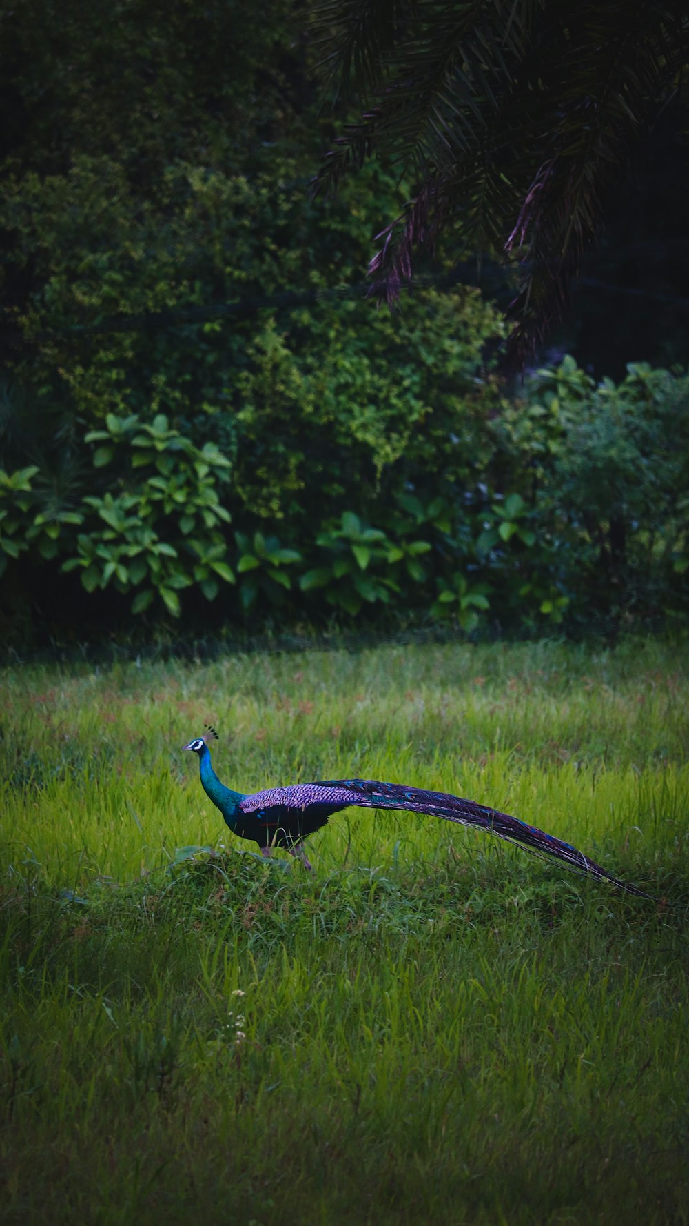 a peacock in a grassy area